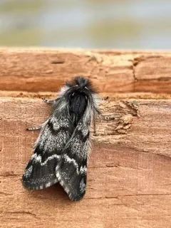 Scarce Infant Moth thumbnail 2
