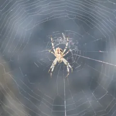 Western Spotted Orbweaver thumbnail 4
