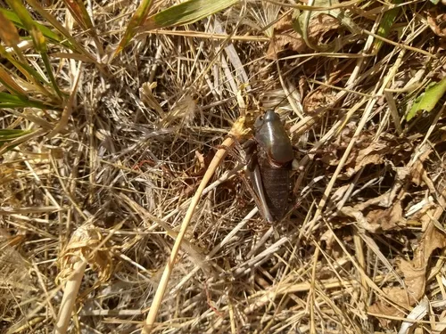 Big-tooth Anabrus