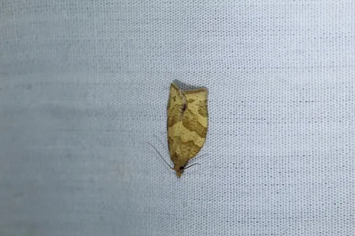 Pandemis pyrusana
