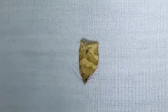 Pandemis pyrusana thumbnail 1
