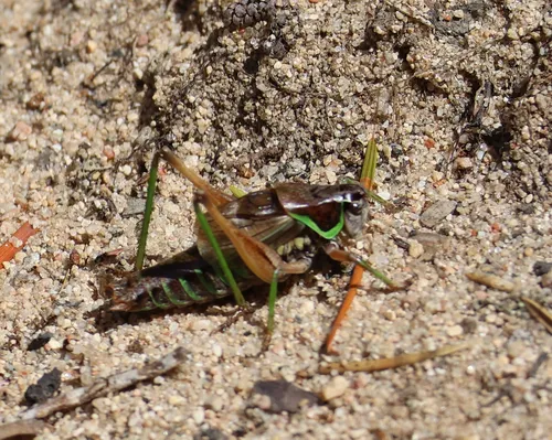 Bog Katydid