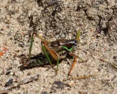 Bog Katydid thumbnail 1
