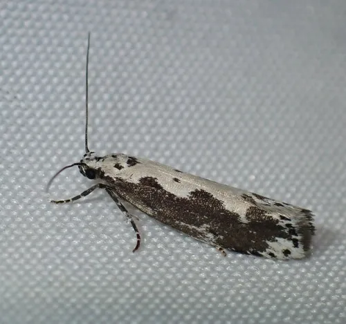 Ethmia marmorea