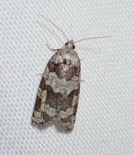 Argyrotaenia provana