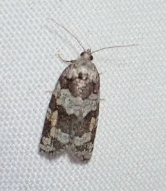 Argyrotaenia provana thumbnail 1