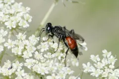 Tachysphex pompiliformis thumbnail 4