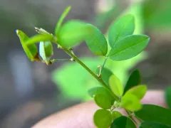 tall bush-clover thumbnail 2