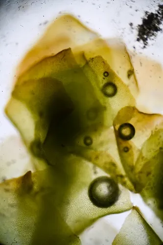 Northern Earwort