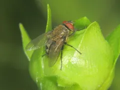 Common Cluster Fly thumbnail 3