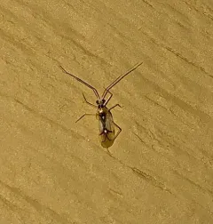 Hart's Hyaline Plant Bug thumbnail 3