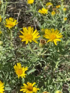 Ballard's Hairy False Goldenaster thumbnail 2