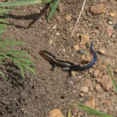 Prairie Skink thumbnail 3