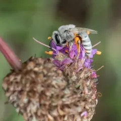 Susanna's Cellophane Bee thumbnail 3