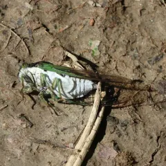 Swamp Cicada thumbnail 2