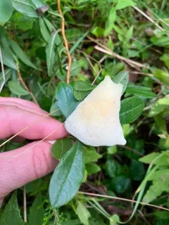 Rhododendron Leaf Gall thumbnail 2