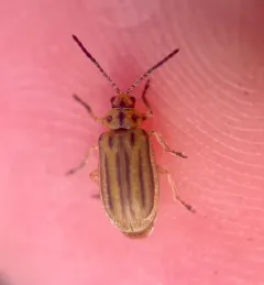 Boneset Leaf Beetle thumbnail 2