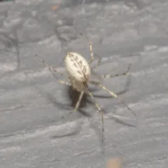 hammock spider thumbnail 2