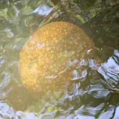 Magnificent Bryozoan thumbnail 1