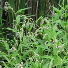 swamp smartweed thumbnail 3