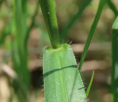 Leiberg's Rosette Grass thumbnail 4