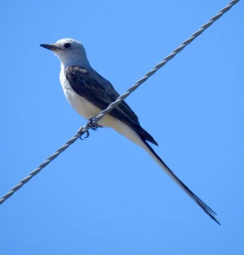 Scissor-tailed Flycatcher
