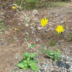 Spotted Hawkweed thumbnail 3