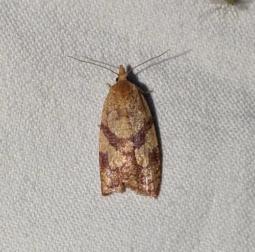 Sparganothis senecionana