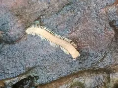 Amplaria nazinta thumbnail 2