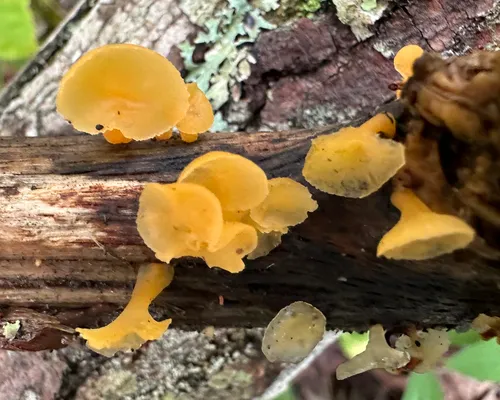 Trumpet Jelly Cup
