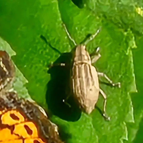 Aphrastus taeniatus