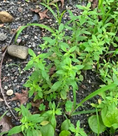 American pennyroyal thumbnail 1