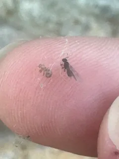 Dark Guest Ant thumbnail 2