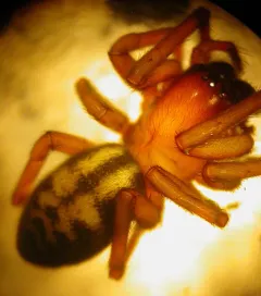 Callobius canada thumbnail 2