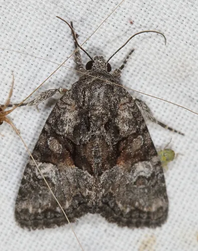 Neoligia tonsa