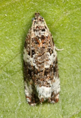 Olethreutes buckellana
