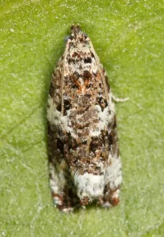Olethreutes buckellana thumbnail 1