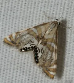 Kearfott's Petrophila thumbnail 3