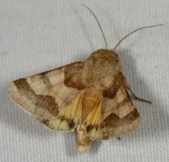 Jaguar Flower Moth thumbnail 4