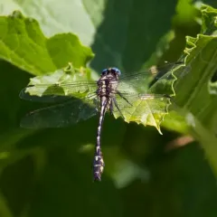 Olive Clubtail thumbnail 2