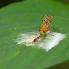 Tetanocera valida thumbnail 3