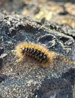 Ross' Tussock Moth thumbnail 2