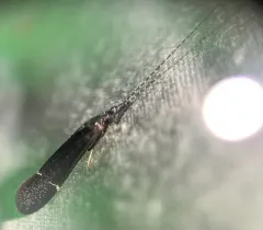 Ceraclea punctata thumbnail 2