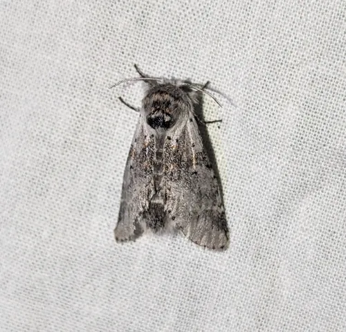 Furcula cinereoides
