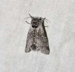 Furcula cinereoides thumbnail 1
