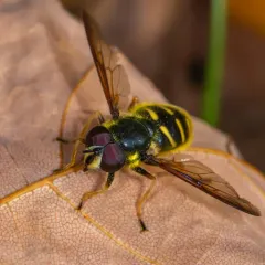 Oblique-banded Pond Fly thumbnail 3