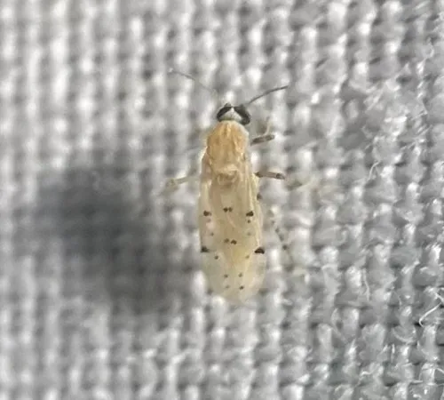 Alluaudomyia bella
