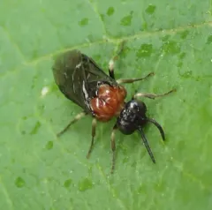 Saddleback Grass-cutter thumbnail 1