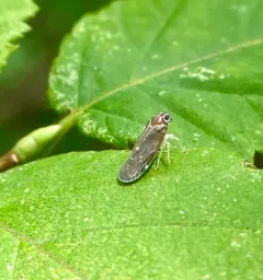 Synecdoche impunctata thumbnail 3