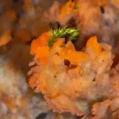 Wrinkled Crust thumbnail 3